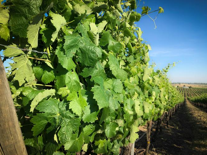 Frühjahrs­verkostung Grüner Veltliner