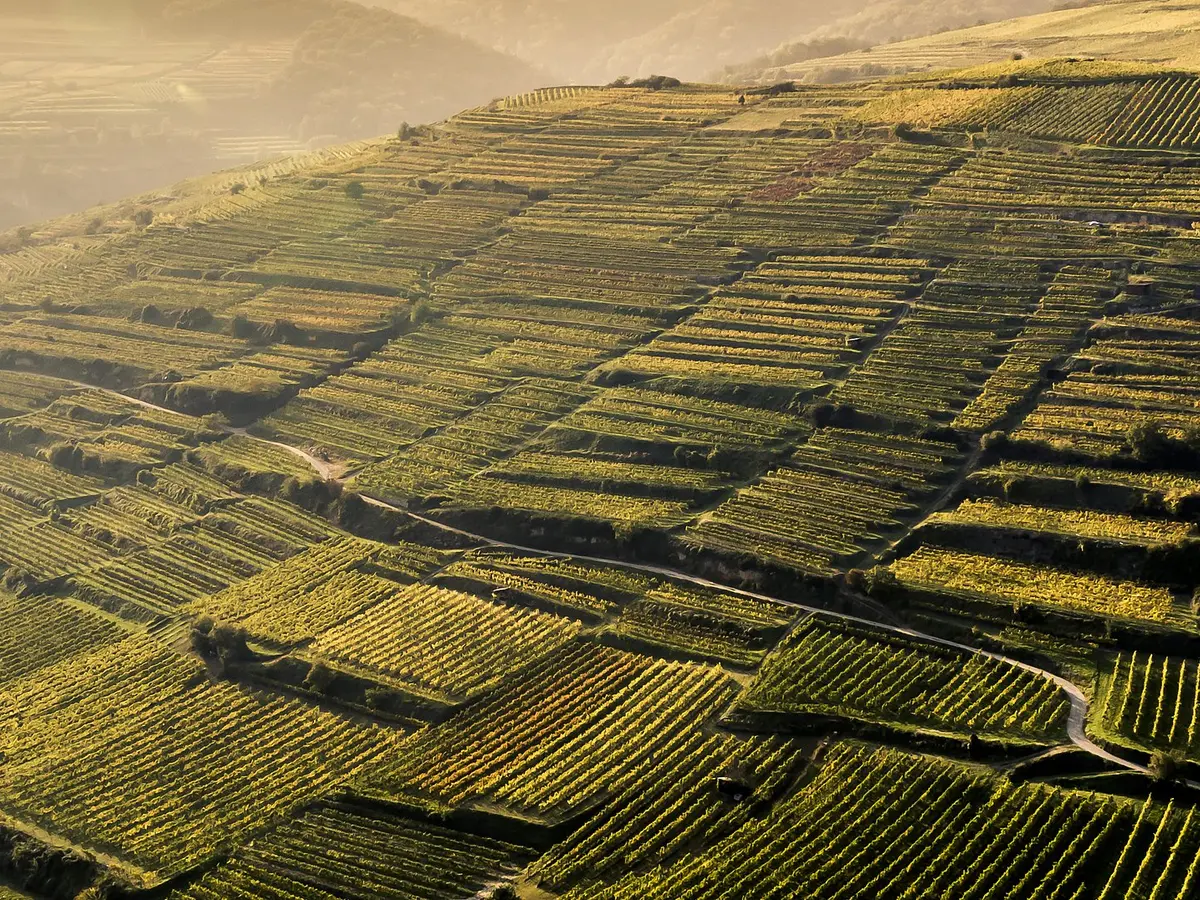 Vinea Wachau e-Label Header Fallback Image